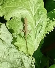 Anolis carolinensis