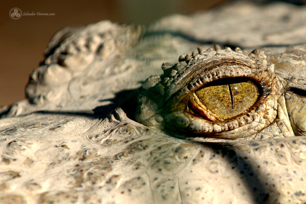 Typical Crocodiles