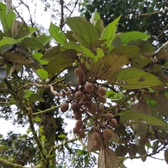 Hampea appendiculata