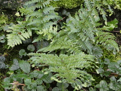 Microlepia