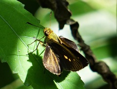 Parphorus pseudecorus