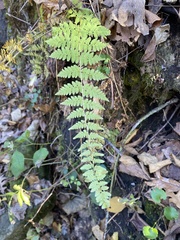 Cystopteris bulbifera