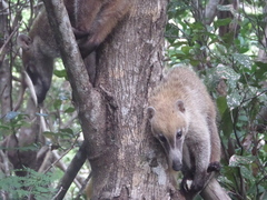 Nasua narica yucatanica