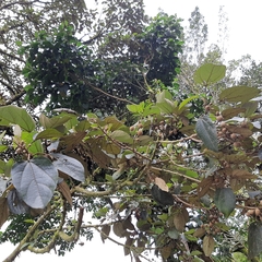 Hampea appendiculata