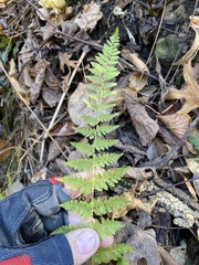 Cystopteris bulbifera