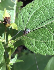 Leiobunum viridorsum