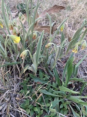 Hermannia lancifolia