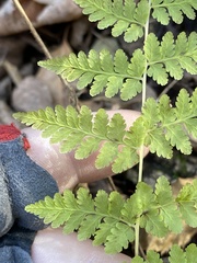 Cystopteris bulbifera