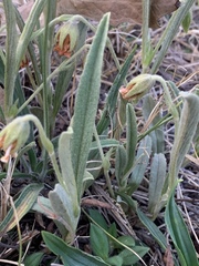 Hermannia lancifolia