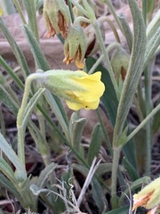 Hermannia lancifolia
