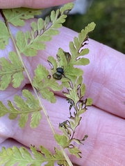 Cystopteris bulbifera