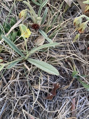 Hermannia lancifolia