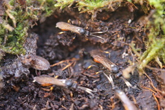 Ichneumon suspiciosus