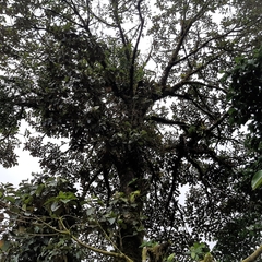 Hampea appendiculata