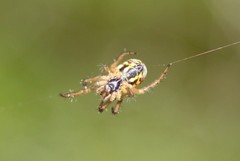 Mangora acalypha