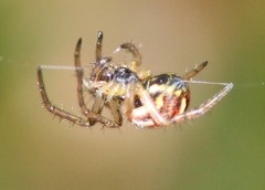 Mangora acalypha