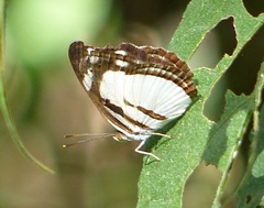 Dynamine athemon athemaena
