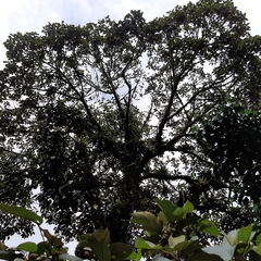 Hampea appendiculata