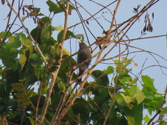 Conirostrum speciosum