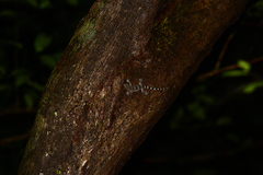 Hemidactylus prashadi