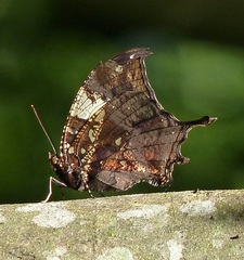 Hypna clytemnestra huebneri