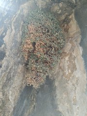 Petrocoptis guarensis