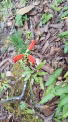 Lamourouxia multifida