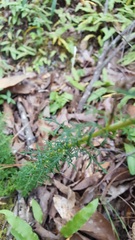 Lamourouxia multifida