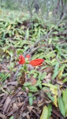 Lamourouxia multifida