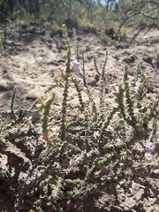 Junellia seriphioides