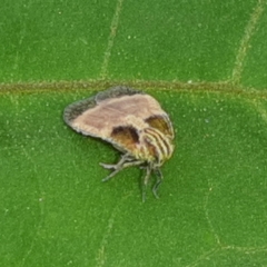 Bothriocerinae