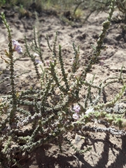 Junellia seriphioides