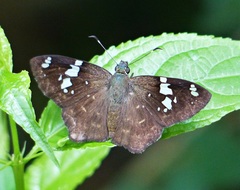 Celaenorrhinus similis