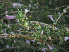 Ononis spinosa spinosa