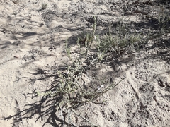 Junellia seriphioides