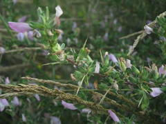 Ononis spinosa spinosa