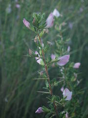 Ononis spinosa spinosa