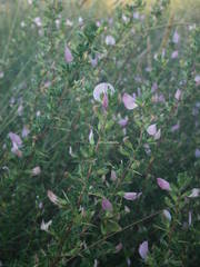 Ononis spinosa spinosa