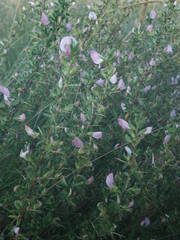 Ononis spinosa spinosa