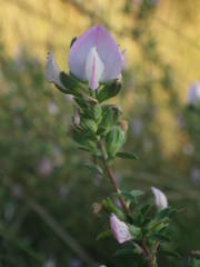 Ononis spinosa spinosa