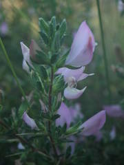 Ononis spinosa spinosa