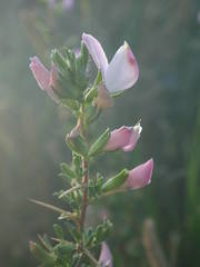 Ononis spinosa spinosa