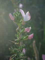 Ononis spinosa spinosa