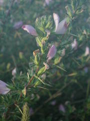 Ononis spinosa spinosa