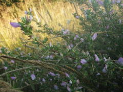 Ononis spinosa spinosa