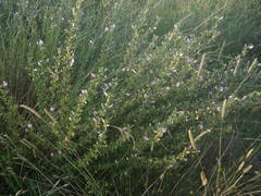 Ononis spinosa spinosa