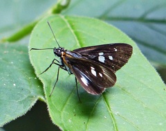 Vettius phyllus