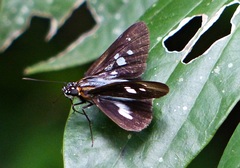 Vettius phyllus