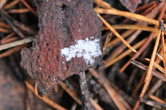 Fungi