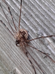 Leptobunus parvulus